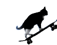 spinning cat on a skateboard